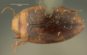 Media type: image;   Entomology 6014 Aspect: habitus dorsal view